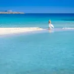 Nissini #8 Ajia Napa